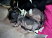 Chinese crested cross miniature dachshund