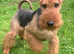 PLL Clear KC REG STUD - SON OF BORRIS THE BLADE!!