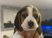 Beagle puppies for sale