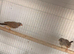 2 pairs of zebra finch