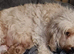 Beautiful Cavapoo Puppies