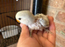Baby love bird for sale