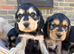 Stunning show type cocker spaniel puppies