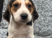 Beautiful Beagle Puppies