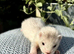 Silver female ferret kits
