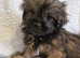 Shih tzu puppies for sale