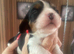 KC Reg cavalier, King Charles spaniel