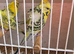 Tcb hagos/ helicopter budgies