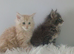 Pedigree Maine coon kittens