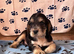 Male cocker spaniel