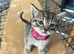 Beautiful kittens available
