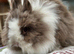 Lionhead pair