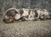 Miniature dachshunds