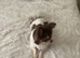 Stunning Chocolate, Tan & White Long-Haired Chihuahua - Sheffield