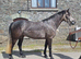 15.2hh 5 year old Connie x ID Mare.