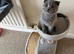 British and Scottish Fold kittens