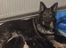 Waiting list german shepherds