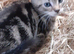 Very friendly Tabby Kittens ready to leave