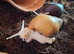 Giant african land snail babies