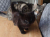 16 weeks lovely kittens