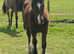 Welsh section D colt