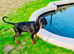 Male euro doberman grand son of colt de perlanera