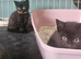 Lovely kittens looking for 5* homes