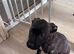 Cane corso cross puppies