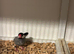 Java finch pair