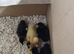 9 runner ducklings absolutely quality