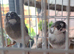 Black and white bengalese finches
