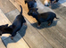6 chiweenie pups