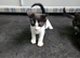 Kittens looking for loving homes.