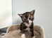 Stunning Black British Shorthair Kittens &ndash; Only 2 Left