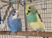 Beautiful baby budgies