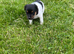 Traditional Jack Russell pups