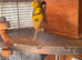 2 breeding pairs of budgies