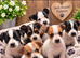 Litter of Jack Russell's pups