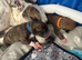 Saluki bull greyhound (lurcher) puppy’s