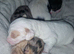 Poogle Pups - Ready 1st July