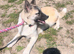 Beautiful Huskita girl