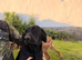 Lovely litter of Labradors
