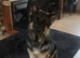 Full German shepherd puppies