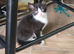 4 Kittens ready for their forever home