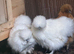 Gold and white silkie pullets point of lay