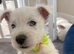 Adorable WestHighland White pups - READY NOW