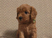 Gorgeous male and female Cavapoo puppies