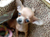 Chihuahua pups