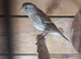 Gold finch mule