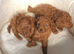 Stunning DEEP RED Toy Poodle puppies